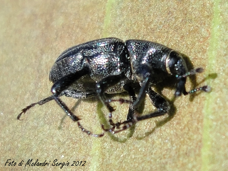 Identificazione - Sphenophorus sp.